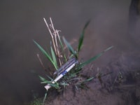 a blade of grass is growing in a muddy area